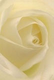Drawn deeply into the heart of this cream-white rose, one can almost imagine being nestled among its soft, spiraled petals, feeling each one cradle you in quiet comfort. The texture is whisper-light, like the lingering dew that graces Virginia Water's gardens at dawn. Subtle shadows curl between the petals, creating a gentle drama that plays out in hues of warm ivory and pale cream. The entire blossom seems to glow with a serene luminosity that brings to mind peaceful sunrise strolls along the edges of Virginia Water Lake-a sanctuary of calm. This image radiates the understated elegance and sincere artistry valued by local florists, perfect for moments that require reverence, sympathy, or the marking of fresh beginnings. As the gentle scent of the rose is almost imagined lingering on the air, it becomes clear why such a bloom is chosen to celebrate life's most heartfelt chapters. The close perspective captures not only the flower's pristine beauty but also the deep care taken in every petal's placement-a quiet testament to the hands and hearts behind each custom arrangement delivered to homes and gatherings throughout Virginia Water.